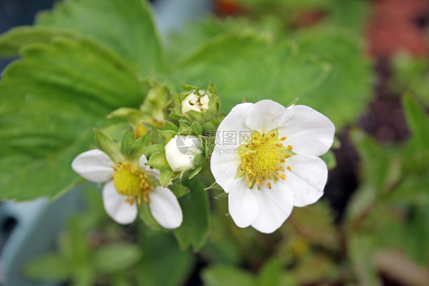 草莓花植物花朵食物环境季节浆果生长甜点植物学叶子图片