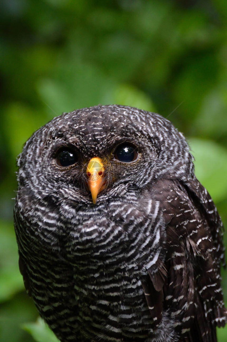 黑鹰和白猫眼睛野生动物荒野羽毛橙子耳朵公园捕食者猎物条纹图片