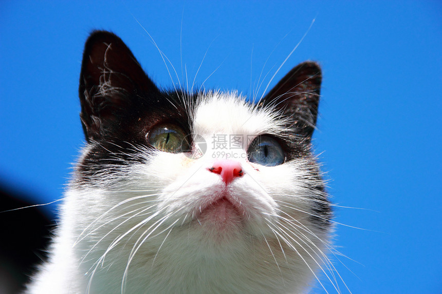 双眼不同的猫哺乳动物白色眼睛水平小猫绿色个性好奇心宠物毛皮图片