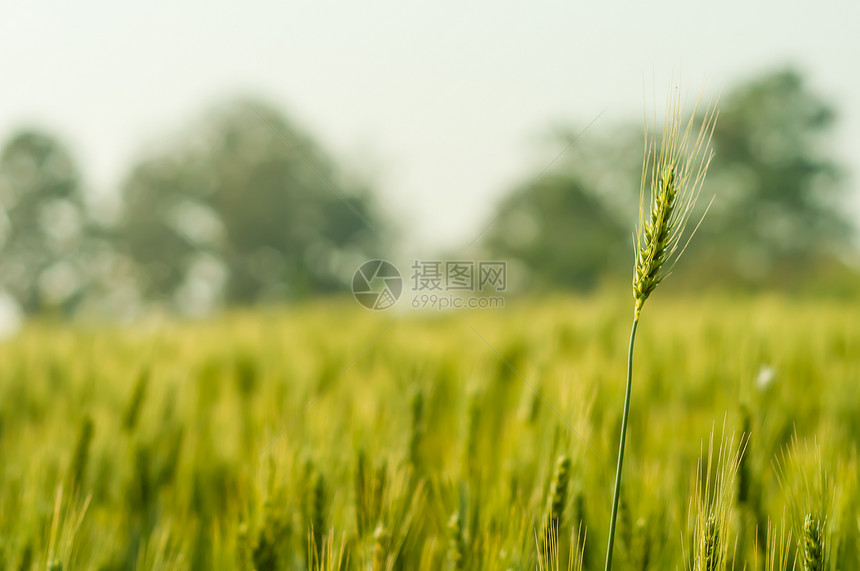 绿麦田中自然光亮的绿色大麦农民耳朵场地日落横梁小麦墙纸农场培育收成图片