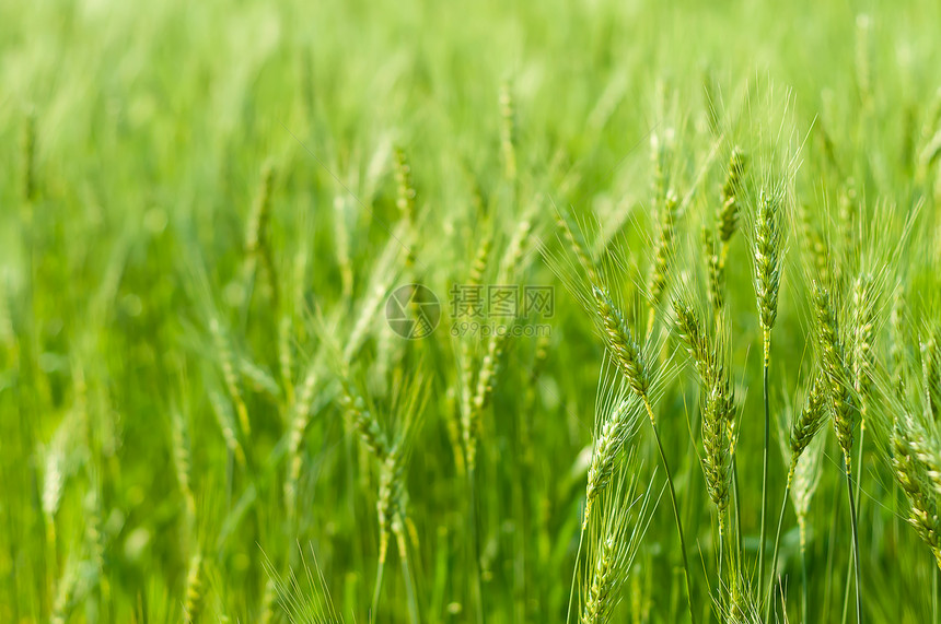 绿麦田中自然光亮的绿色大麦晴天横梁培育场地日落耳朵阳光场景背光粮食图片