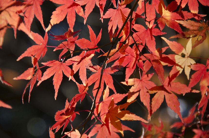 五颜六色的秋天树叶背景活力木头蓝色植物学生活环境阳光森林休息天空图片