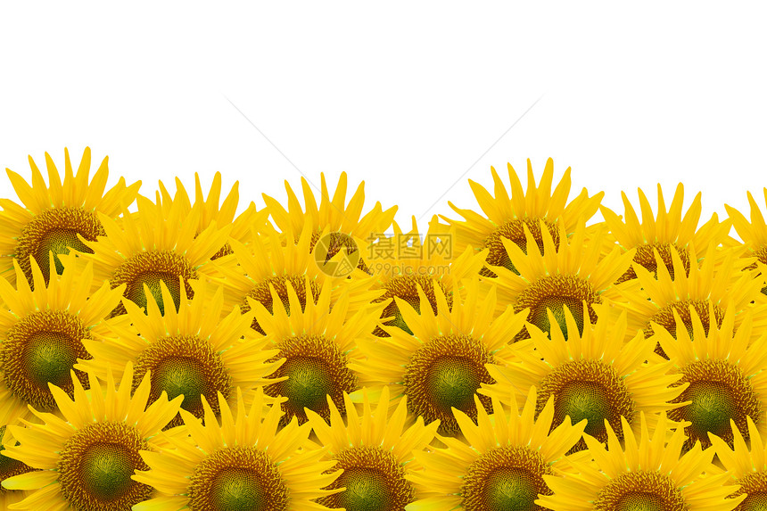 白空间背景的向向日葵植物学花朵花粉黄色蜂蜜植物国家叶子绿色白色图片