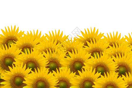 白空间背景的向向日葵植物学花朵花粉黄色蜂蜜植物国家叶子绿色白色背景图片