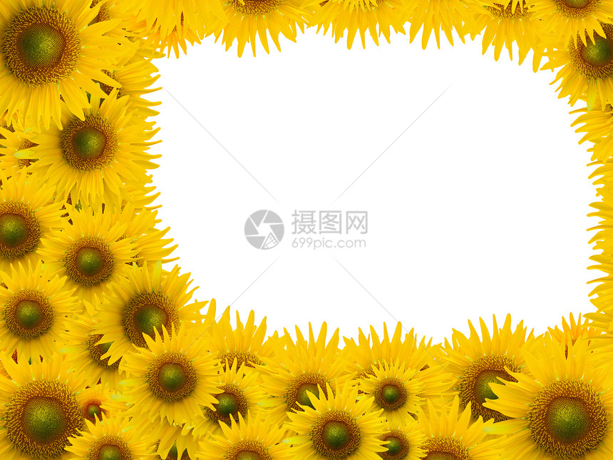 白空间背景上许多向日葵植物种子条纹叶子绿色乡村国家花粉花朵黄色图片