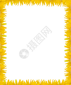 黄色花朵框架白色空间背景的黄色花花边框背景