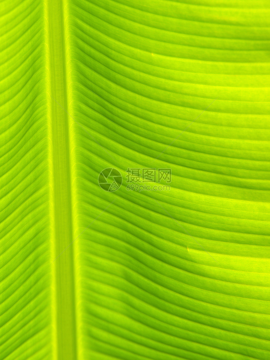 香蕉叶纹理线条条纹叶子植物图片