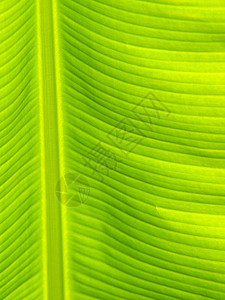 香蕉叶纹理线条条纹叶子植物背景图片
