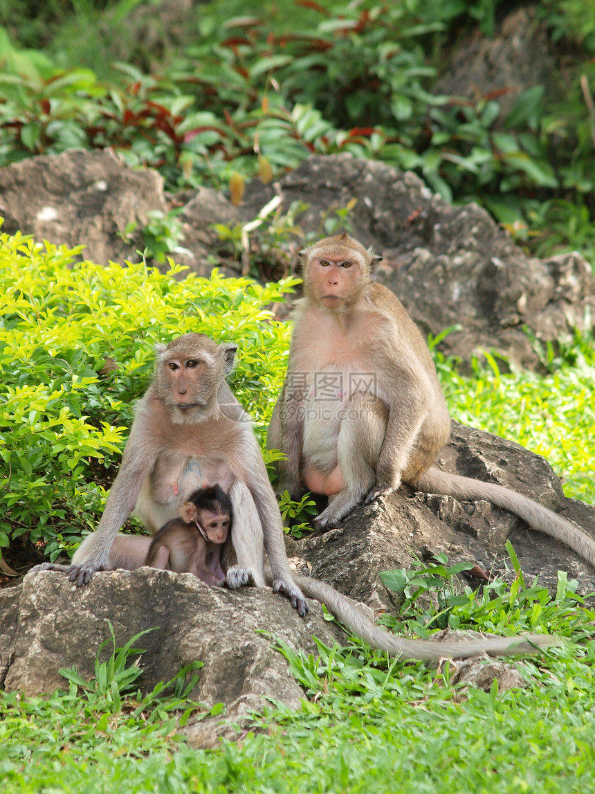 猴族 在Khao Wang Petchburi泰语旅行丛林受保护家庭婴儿绿色树木毛皮假期互动图片