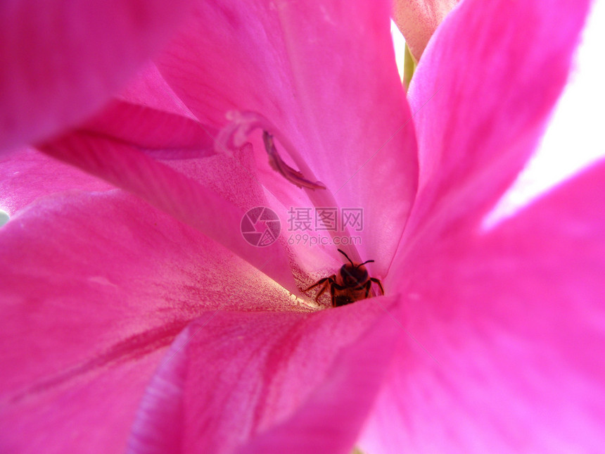 蜜蜂在花朵中蜂蜜宏观昆虫植物花瓣花蜜植物群花园花粉图片