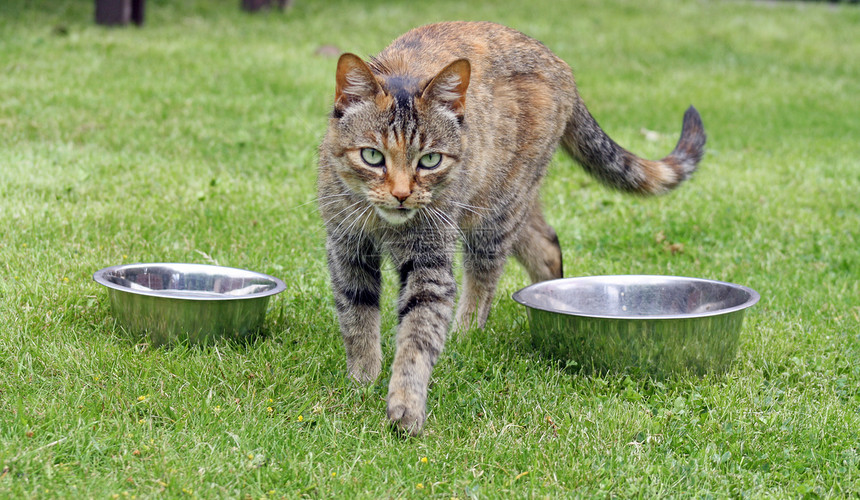 令人惊叹的小猫日光爪子毛皮虎斑鼻子房子蓝色胡须猫咪头发图片