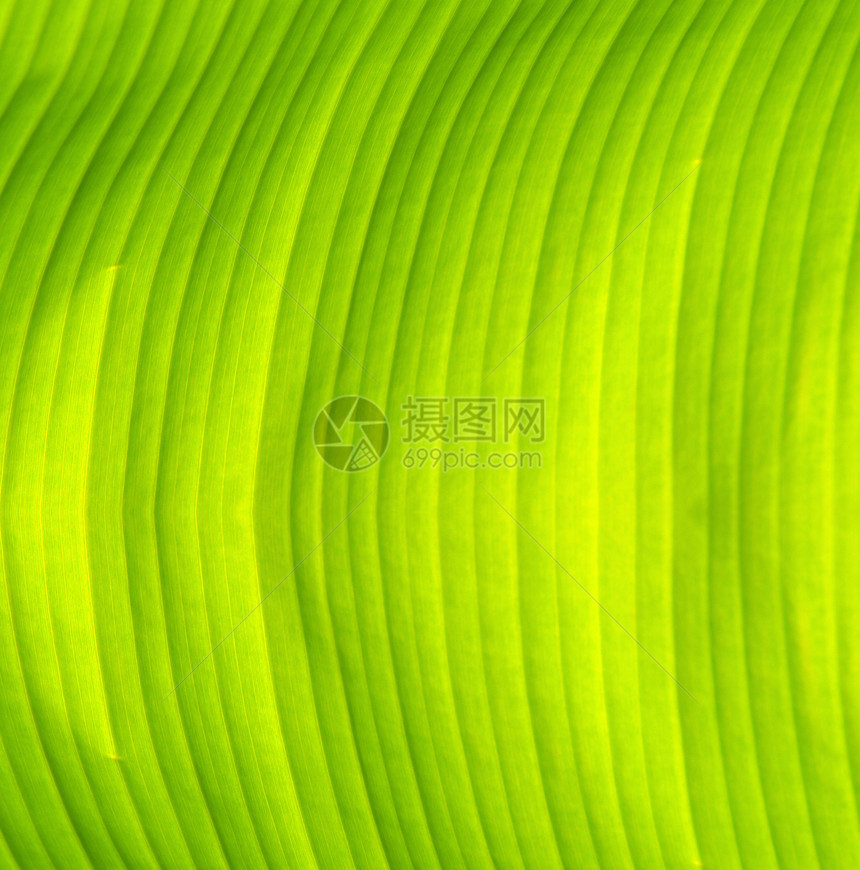新鲜绿色香蕉叶纹理图片