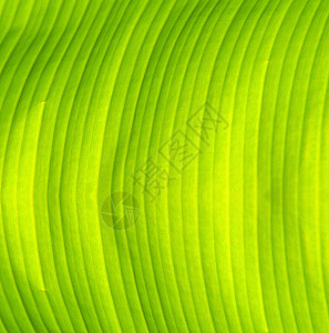 新鲜绿色香蕉叶纹理背景图片