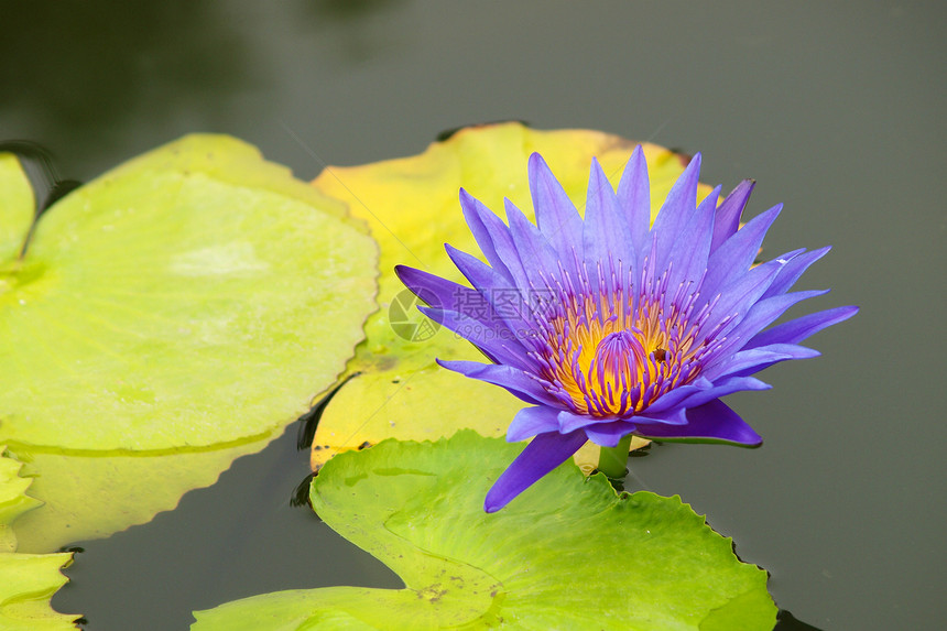 特写多彩紫色紫水百合花异国植物学花瓣明信片荷花季节蓝色蜂蜜环境冥想图片