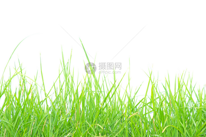 白色背景的孤立绿色草地生长风景晴天墙纸宏观风格季节植物场地生态图片