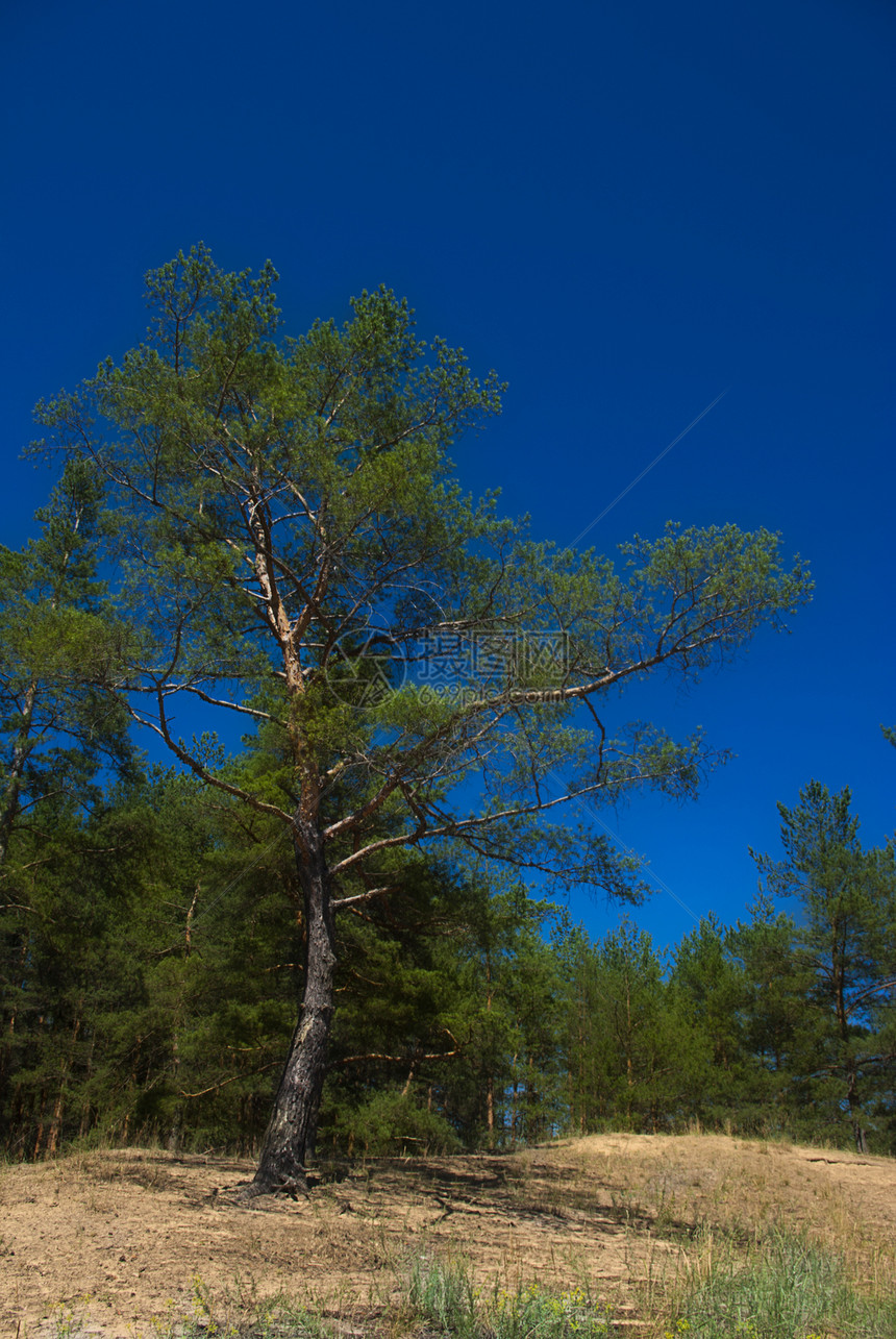 单松树晴天环境阳光季节太阳风景公园射线绿色叶子图片