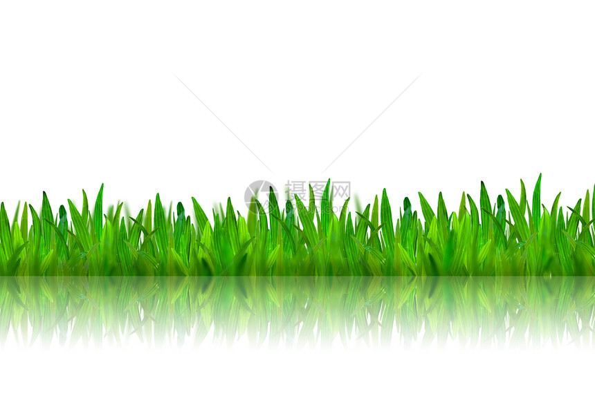 孤立的绿草 对白色背景进行反省图片