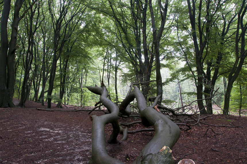 林中Holland的森林图片