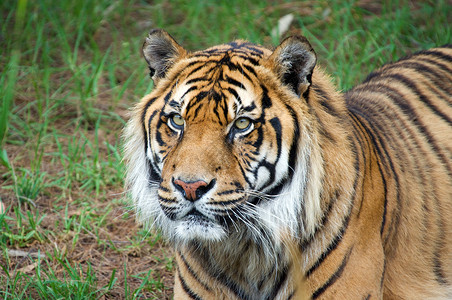 苏马特兰虎动物野生动物男性条纹哺乳动物背景图片