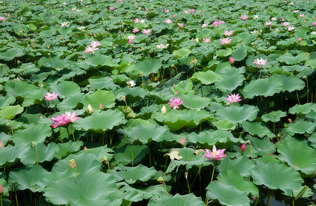 水柱睡莲植物花朵生长花园园艺背景图片