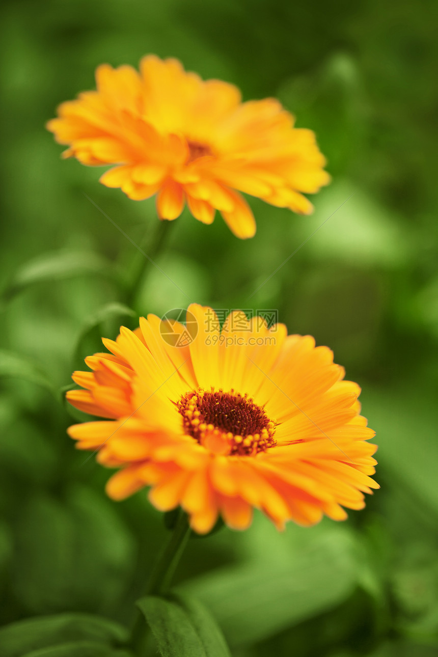 黄菊花花朵背景照片植物学叶子生长植物群宏观植物美丽图片