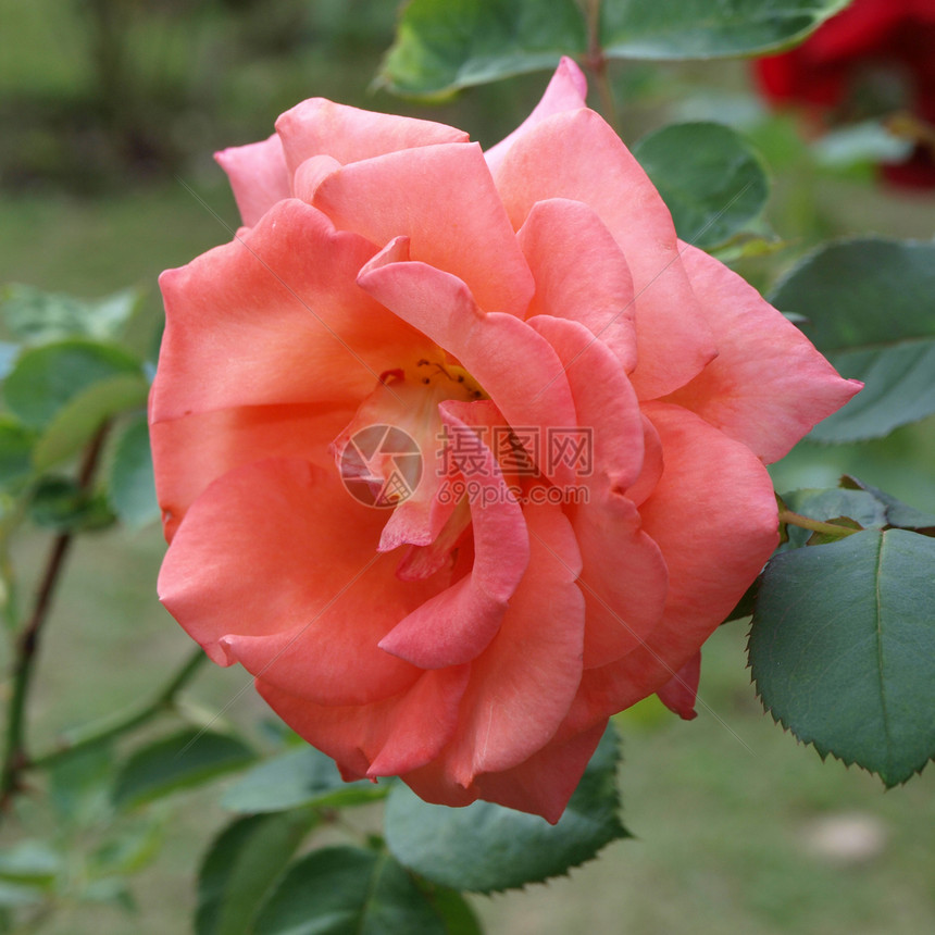 花园灌木丛上的玫瑰花玫瑰衬套植物学生长环境植物园艺花粉院子辉光图片