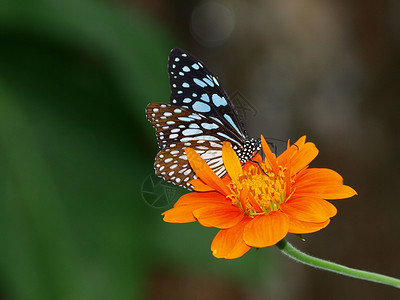 黑色的蝴蝶墨西哥向日葵上的蝴蝶女王黄色花瓣橙子底面昆虫花园黑色翅膀背景