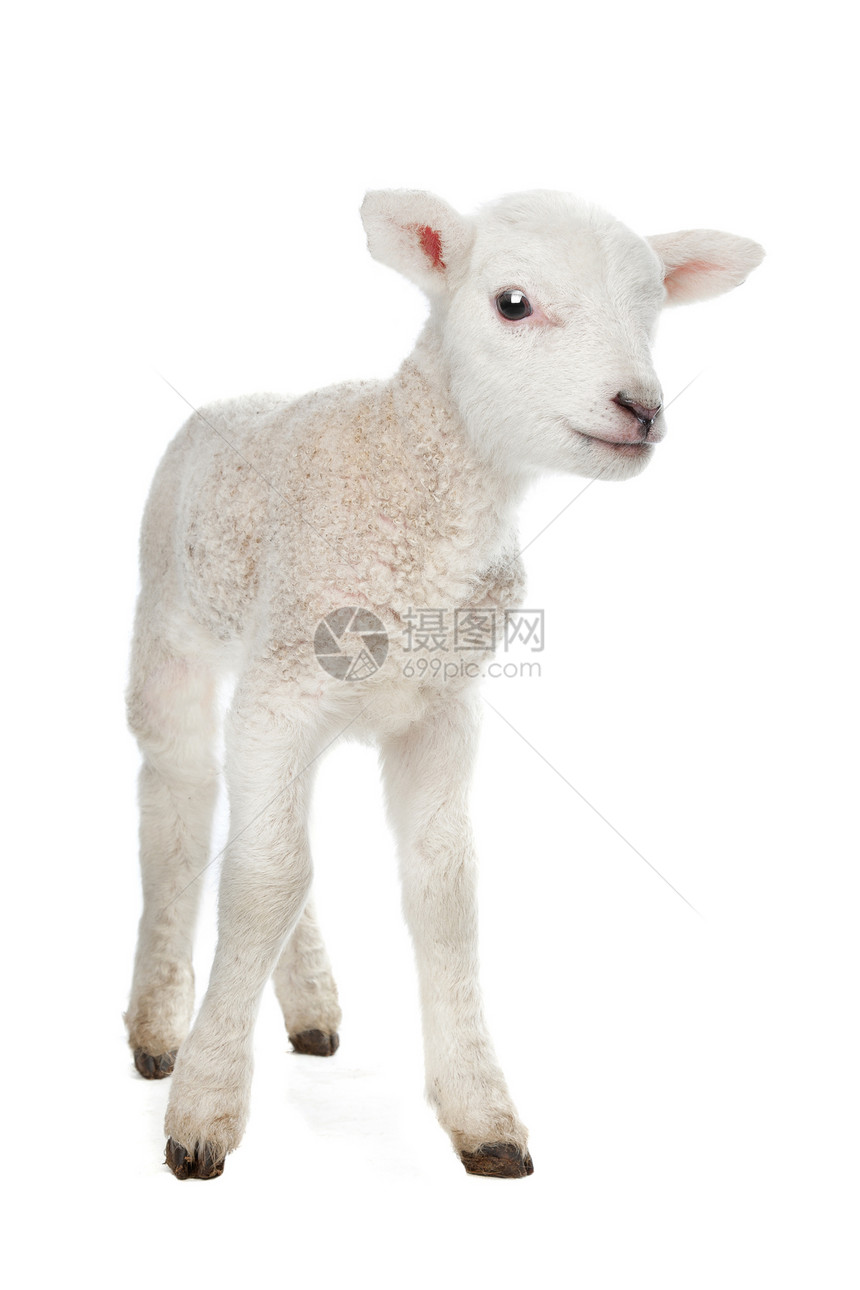 羔羊家畜白色婴儿工作室哺乳动物农业动物图片