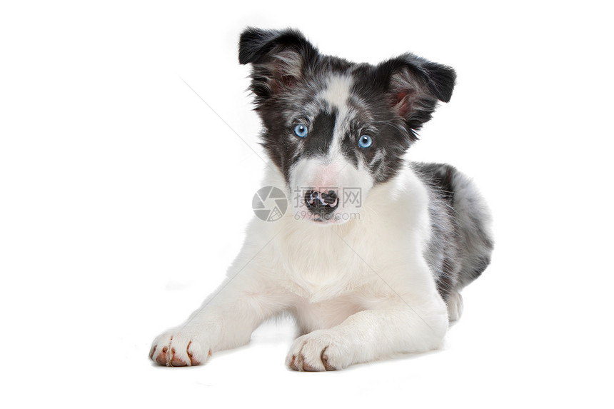 蓝色梅莱边境小狗图片