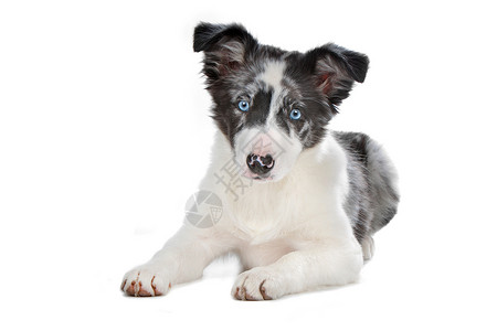 蓝色梅莱边境小狗高清图片