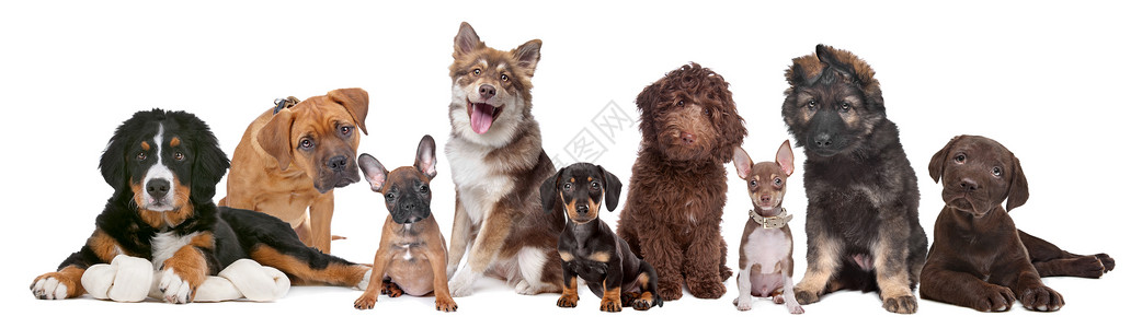 查拉普拉布拉多犬服从高清图片
