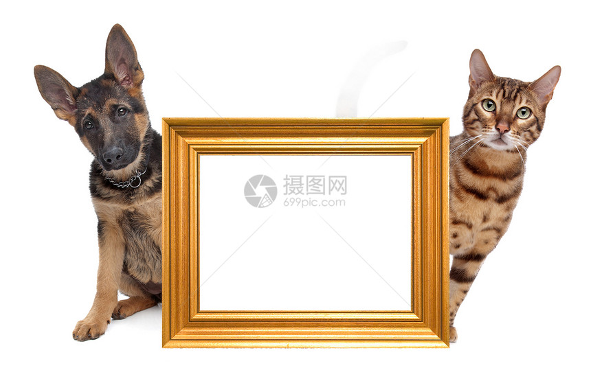 猫和狗在一边对一边水平横幅古董宠物工作室动物框架哺乳动物金子虎斑图片