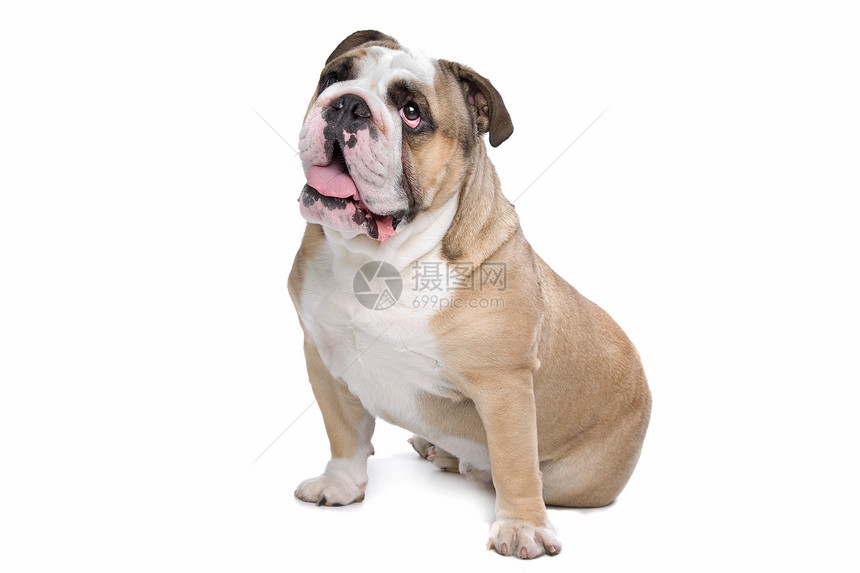 英国公牛犬斗牛犬犬类白色皱纹牛犬工作室哺乳动物动物脊椎动物棕色图片