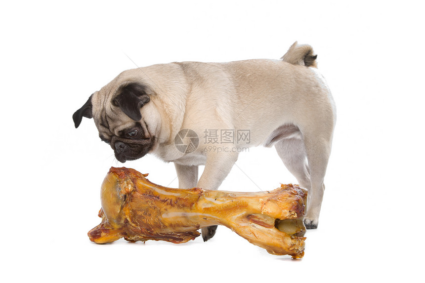 长着大骨头的帕格工作室犬类褐色家畜白色皱纹小狗哺乳动物血统宠物图片