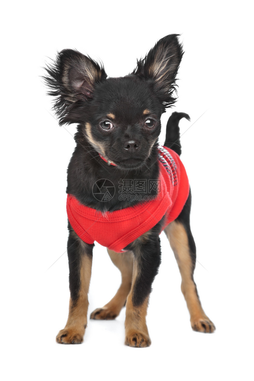 穿红色衬衫的Chihuahua动物工作室宠物毛衣夹克家畜犬类白色打扮黑色图片