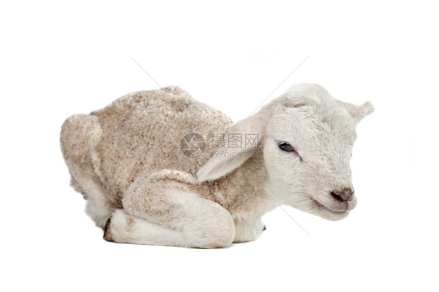 一天一日的羔羊家畜哺乳动物农业白色婴儿动物工作室图片