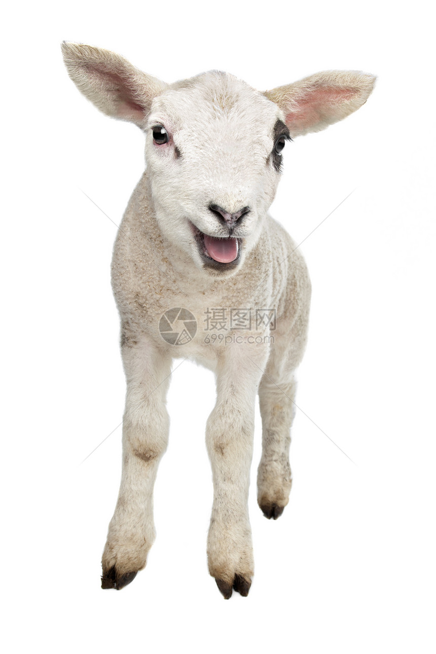 羔羊婴儿哺乳动物动物工作室农业家畜白色图片