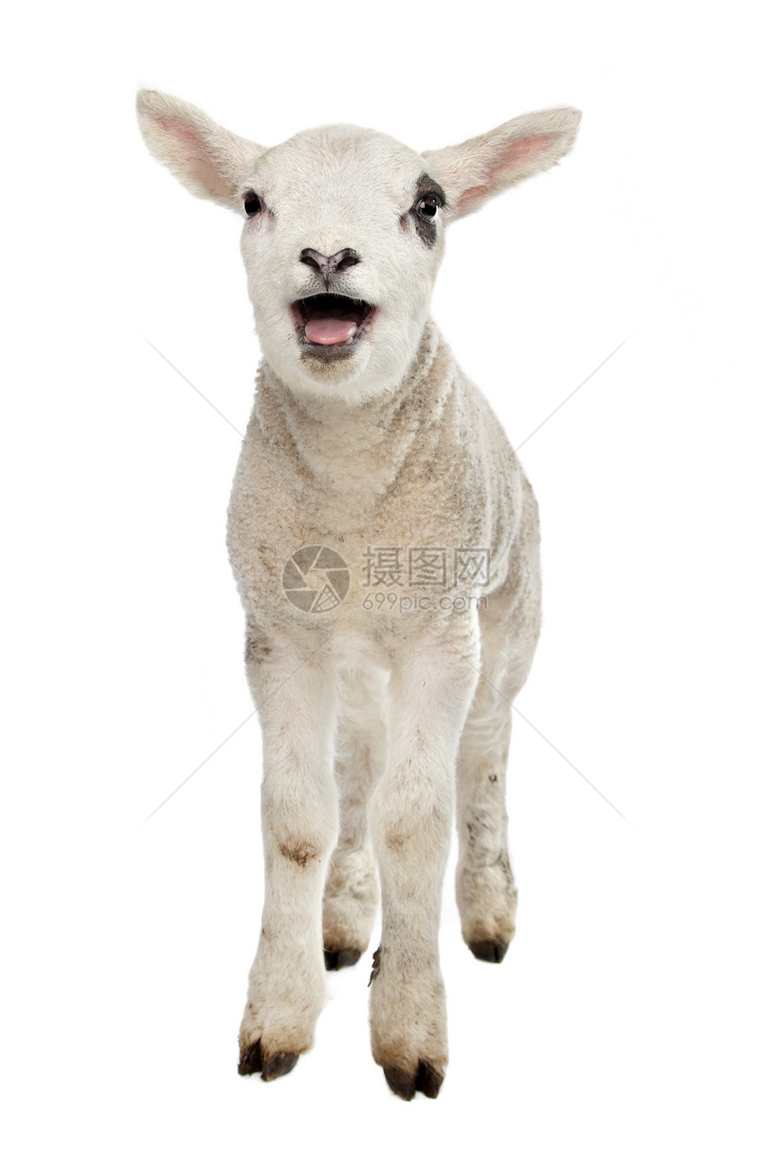 羔羊家畜婴儿农业白色哺乳动物工作室动物图片