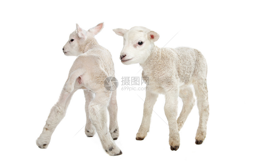 两只小羊羔哺乳动物家畜工作室背景婴儿白色动物农业图片