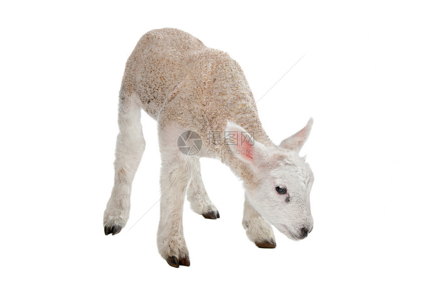 羔羊农业哺乳动物白色工作室家畜动物婴儿图片