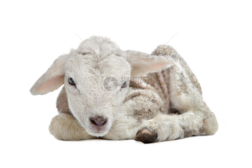 一天一日的羔羊婴儿哺乳动物动物白色农业家畜工作室图片