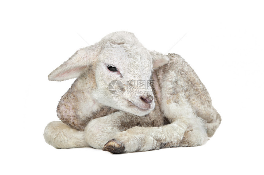 一天一日的羔羊白色婴儿哺乳动物动物农业家畜工作室图片
