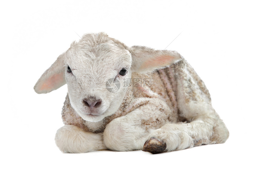 一天一日的羔羊工作室农业白色婴儿家畜哺乳动物动物图片