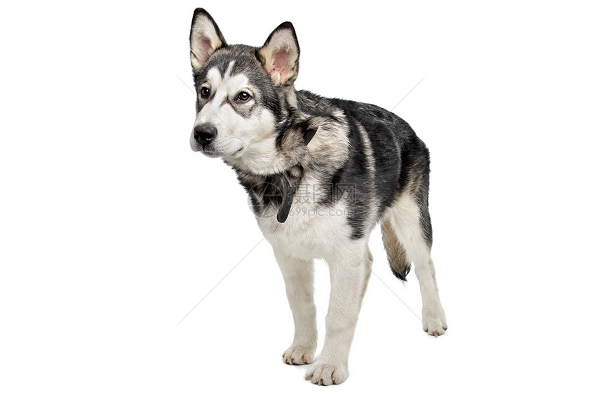 阿拉斯加马拉穆特小狗哺乳动物动物白色工作室家畜宠物灰色犬类图片