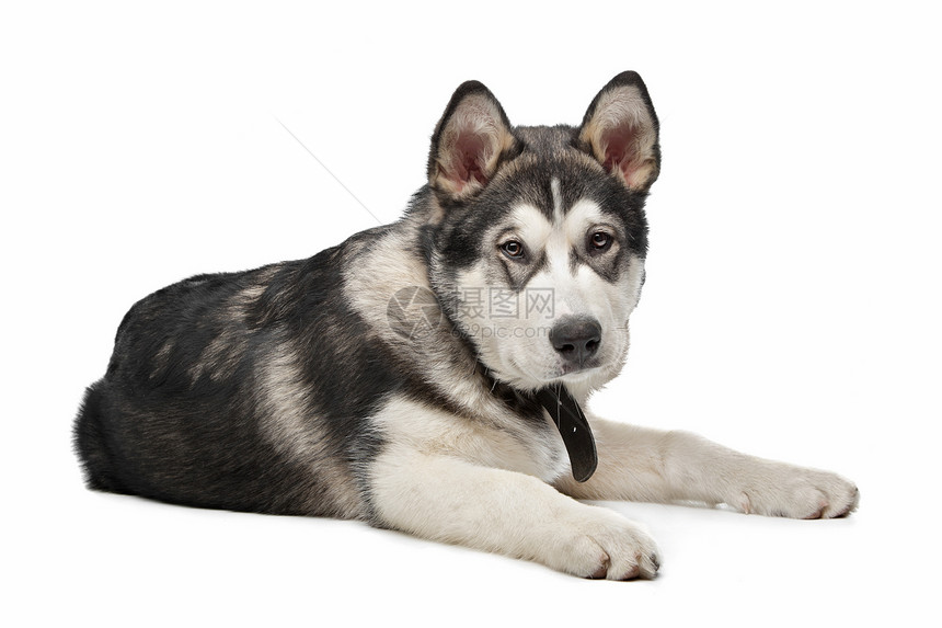 阿拉斯加马拉穆特小狗哺乳动物犬类宠物白色家畜工作室动物灰色图片