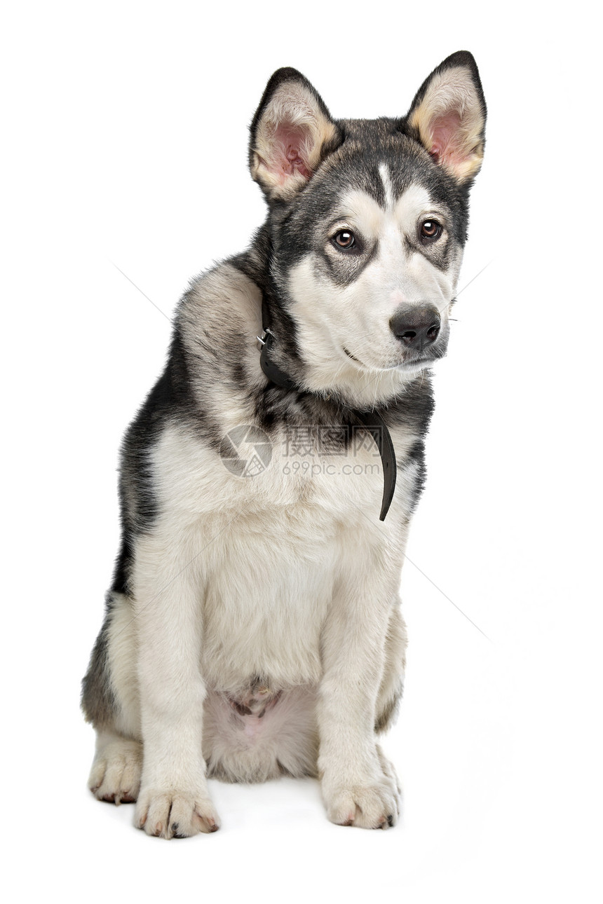 阿拉斯加马拉穆特小狗工作室灰色动物白色宠物家畜犬类哺乳动物图片