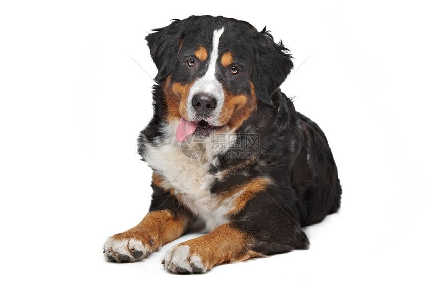 伯尔尼山狗动物工作室猎犬棕色白色宠物家畜黑色主题犬类图片