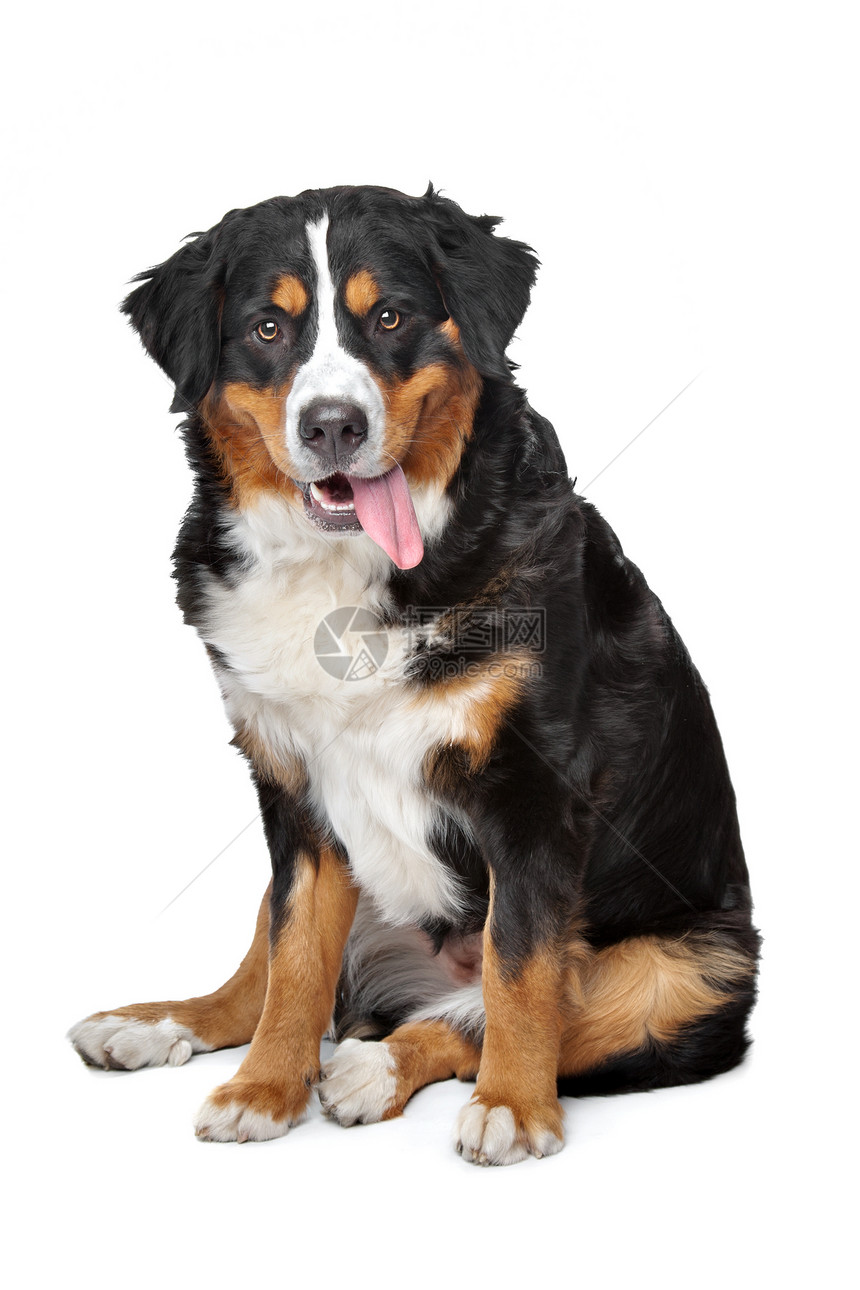 伯尔尼山狗黑色主题动物家畜工作室棕色三色白色宠物哺乳动物图片
