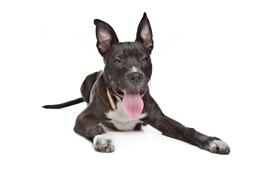 美国斯塔福德郡 Terrier 小狗家畜猎犬犬类血统肌肉哺乳动物灰色宠物工作室动物图片