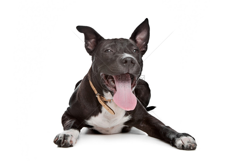 美国斯塔福德郡 Terrier 小狗哺乳动物肌肉家畜血统动物员工宠物猎犬白色犬类图片